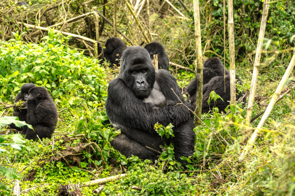 The Big 3 of Nonfiction CANVA Gorillas in the wild