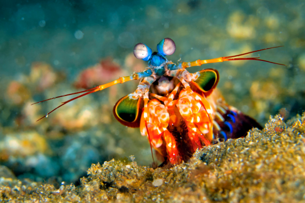 4 Book Proposal Pitfalls CANVA mantis shrimp