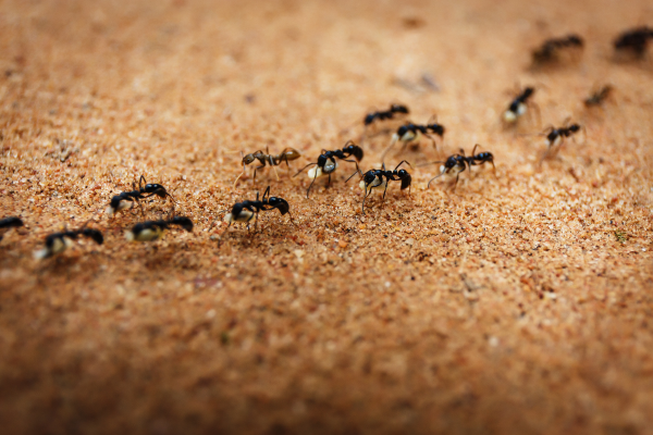 10 Engaging Article Openings CANVA ants