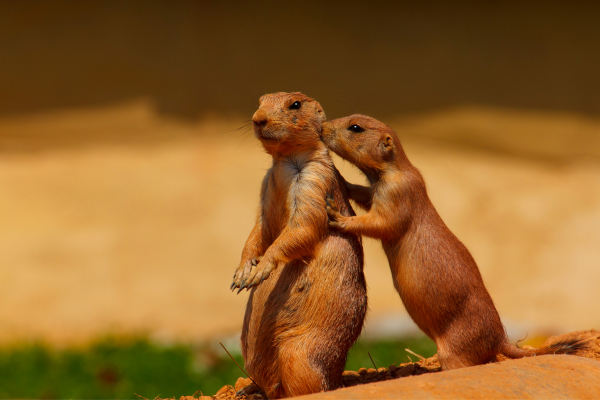 10 Engaging Article Openings CANVA prairie dogs