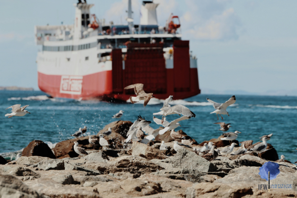 Use Specific Language to Energize Nonfiction Writing CANVA seagulls and ferry